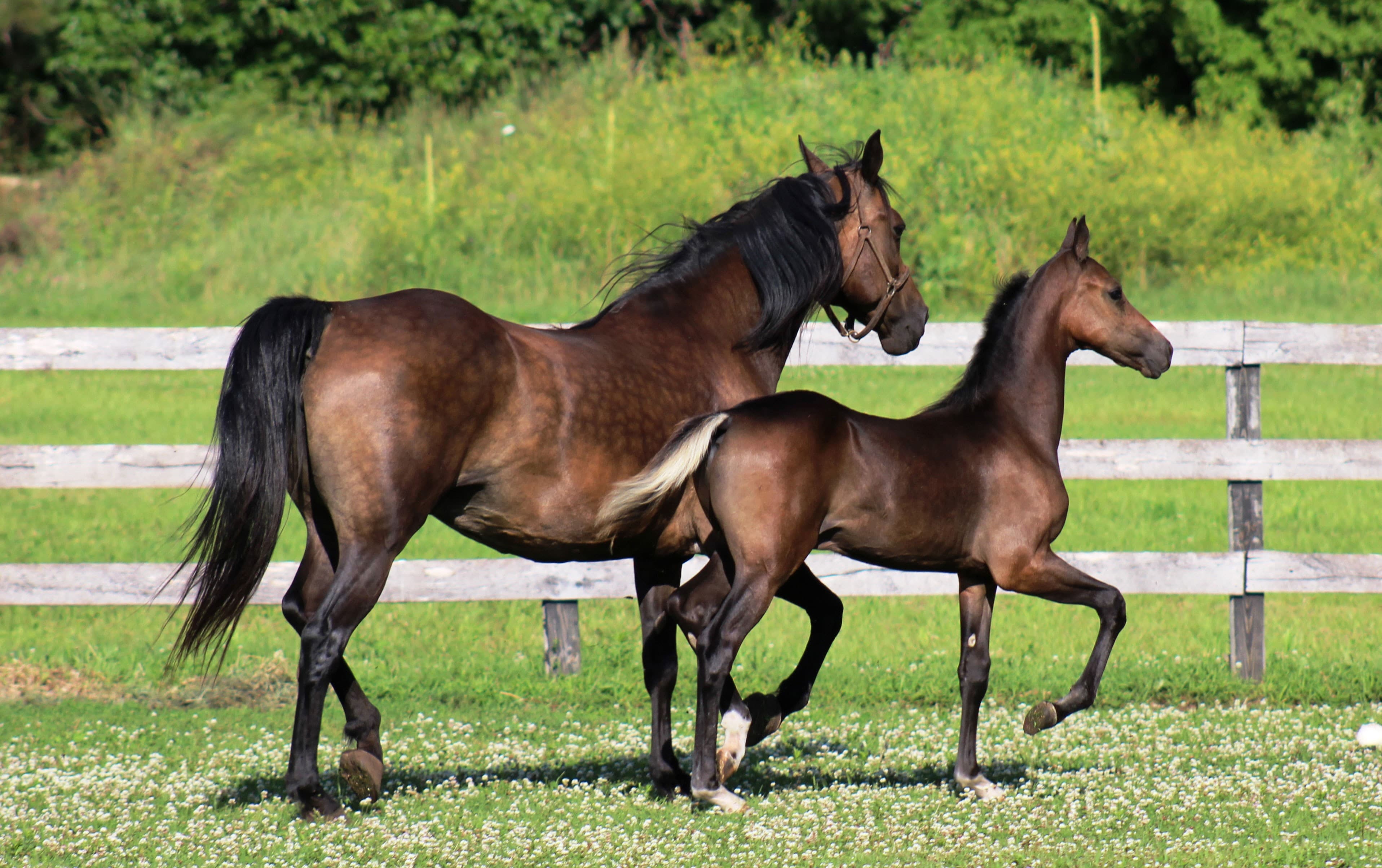 Adult And Young Horse Running