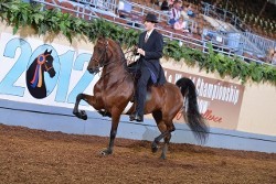 Man Riding Show Horse, Equine Farm