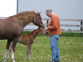 Man With Young And Adult Horses