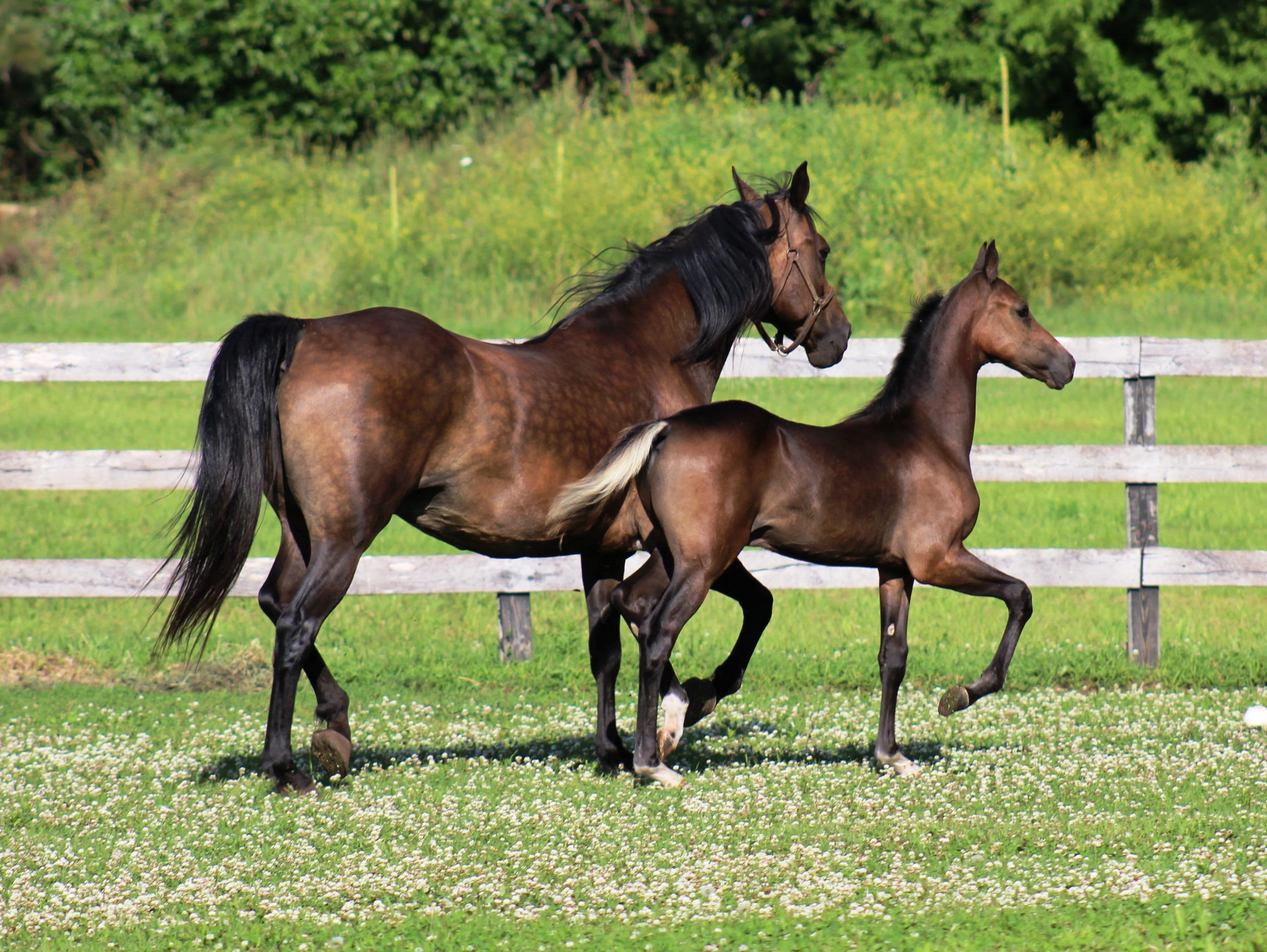Adult And Young Horse On The Field